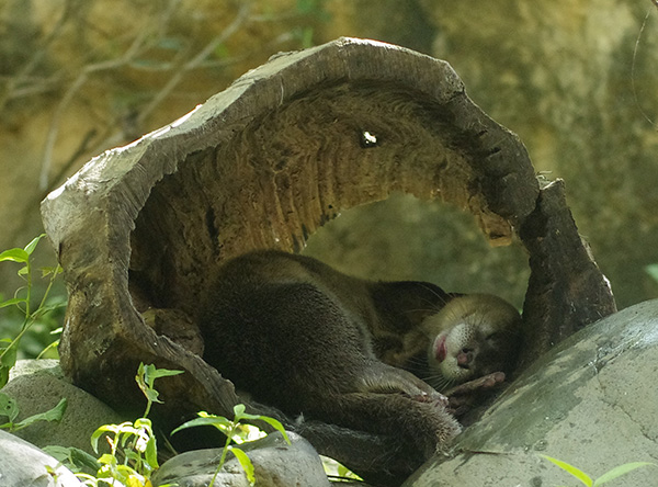 Otter Falls Asleep in a Cozy Hollow Log
