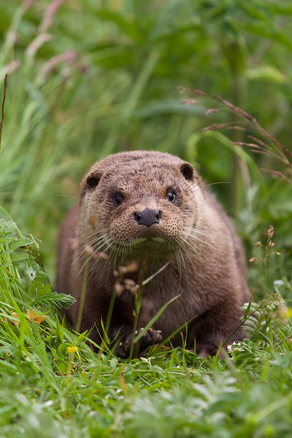 Otter Comes Face to Face with His Photographer