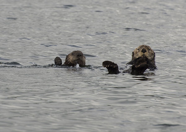 Sea Otter Mother and Her Pup Are on to the Photographer