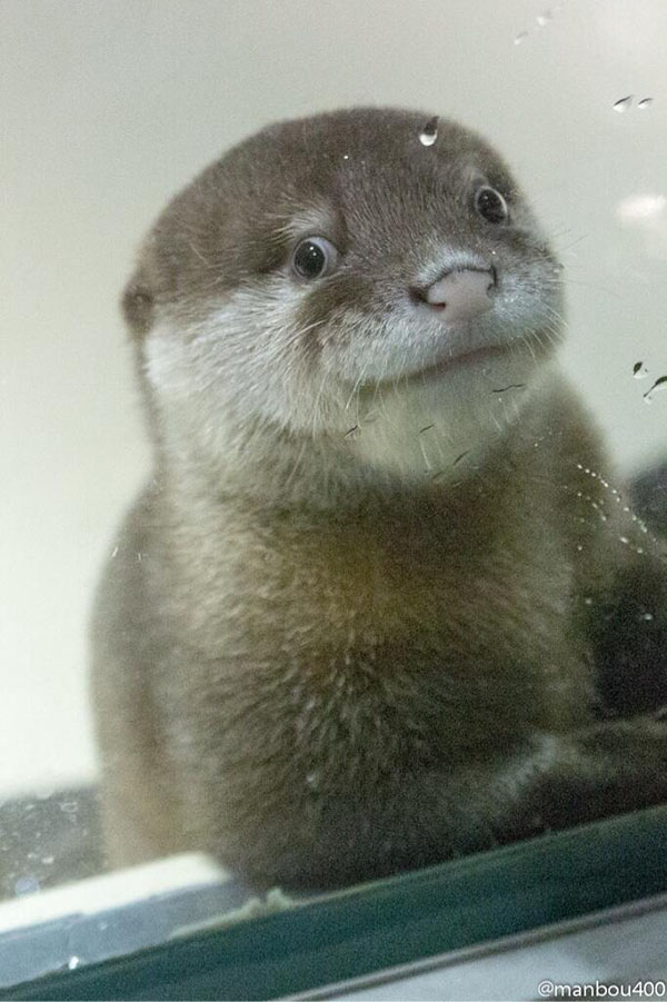 Otter Pup Tries to Look Natural