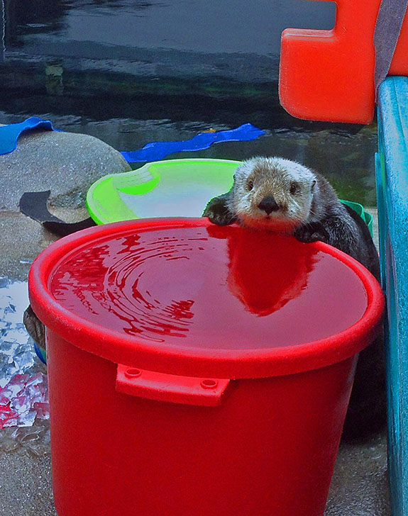 This Is My Bucket. They Put Water in It for Me.