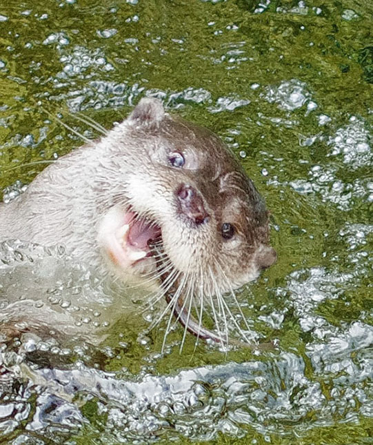 Otter Is So Excited to Catch a Fish 1