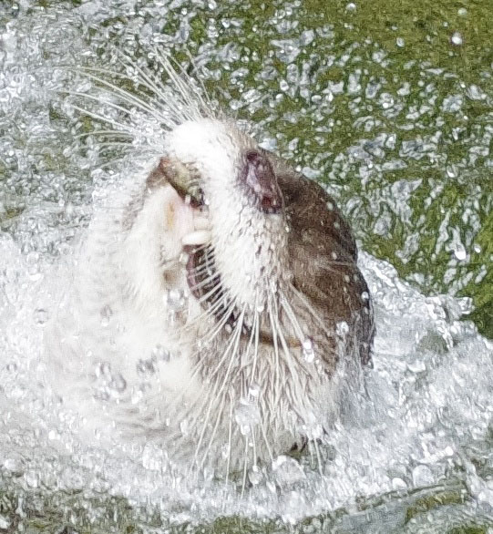 Otter Is So Excited to Catch a Fish 3