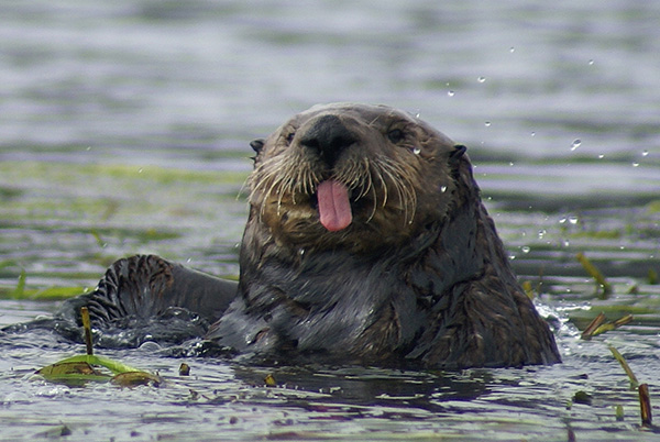 Cheeky Sea Otter Sticks Out Her Tongue at the Camera