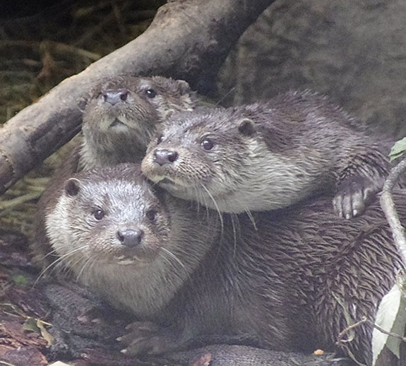 Otters Crowd in for a Photograph