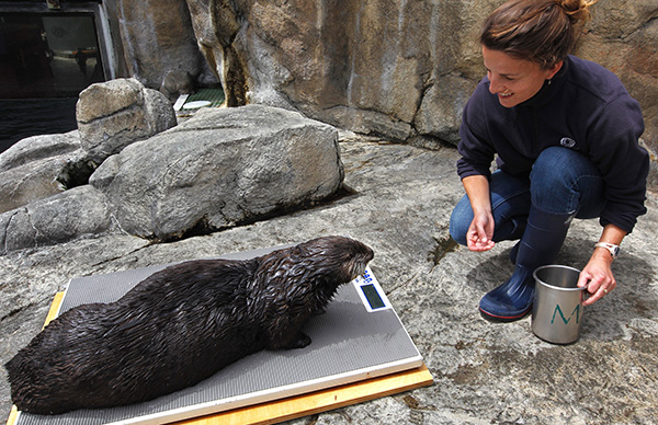 Sea Otter Is Lured onto the Scale with Treats