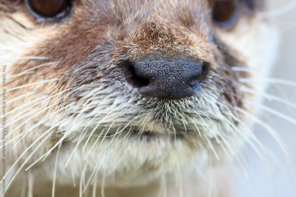 Little Otter Nose