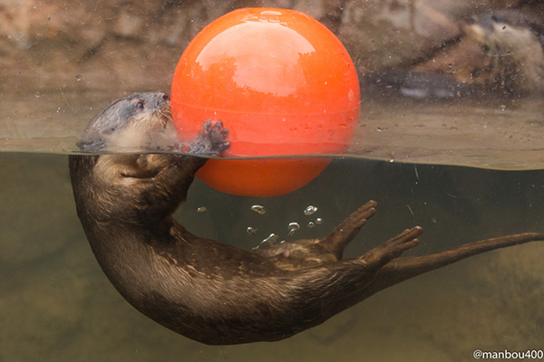 Otter Plays with a Beach Ball