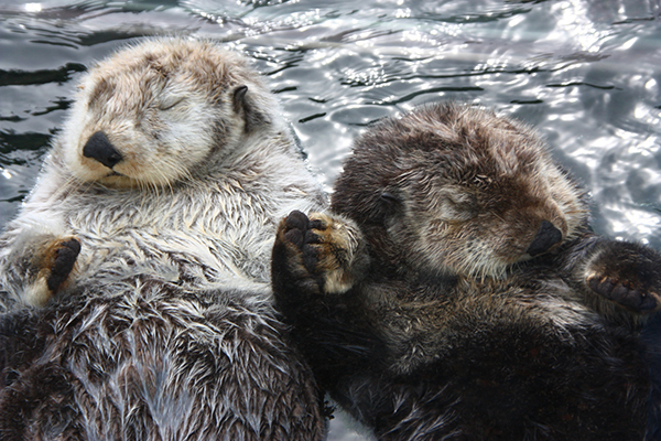 Snoozing Sea Otters Hold Hands