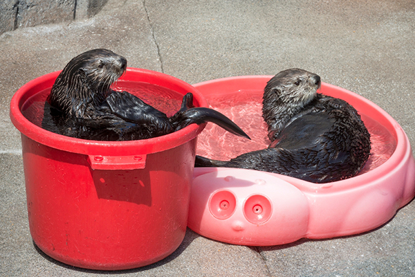 Sea Otters Have Their Own Otter-Sized Pools