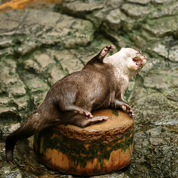 Melodramatic Otter Acts Out a Scene