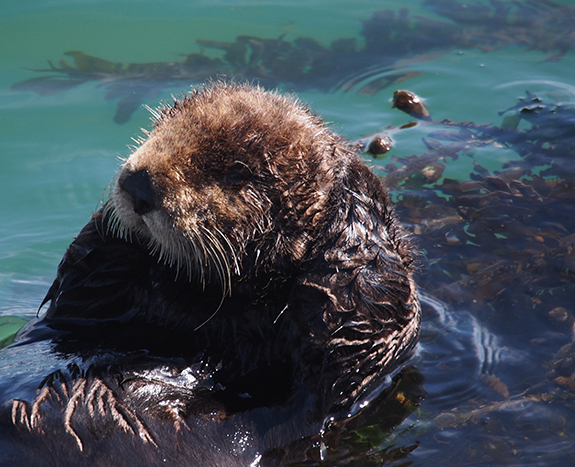 Sea Otter's Just Chilling Out