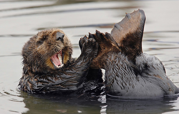 Sea Otter Happily Sings in the Bath