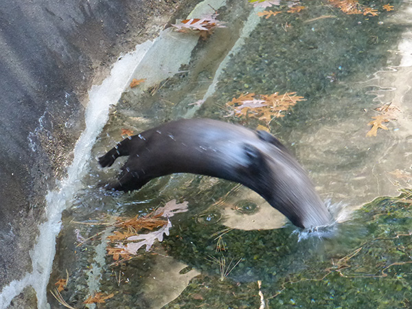 Otter Does a Backflip into the Water 2