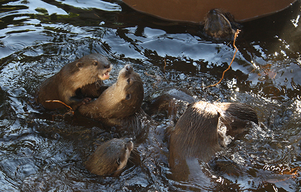 Otters Water Wrestle 1