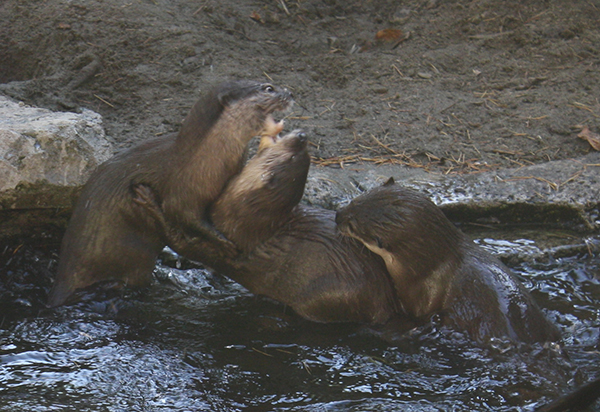 Otters Water Wrestle 2