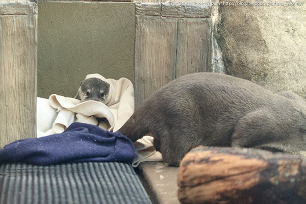 Little Otter Pup Hides in His Blankets