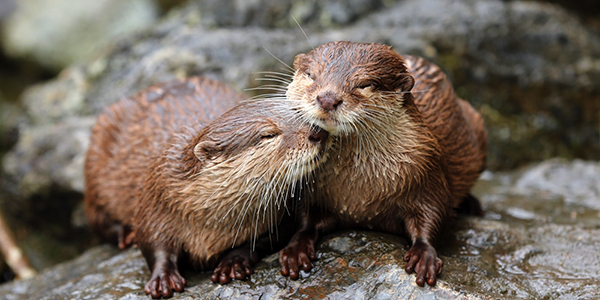 Otters Sweetly Nuzzle Each Other