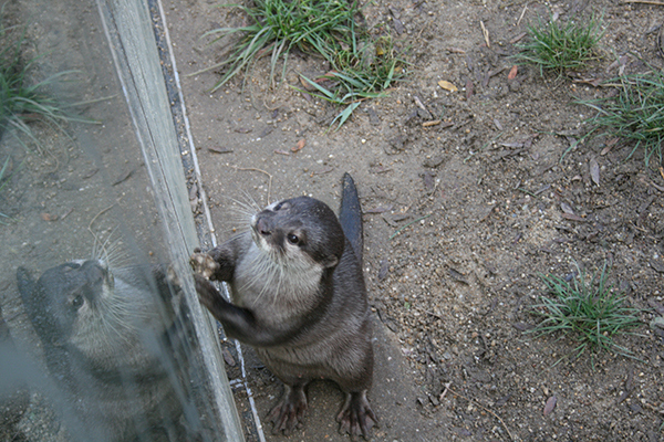 Otter Shows Humans His Rock and Juggling Skills 1