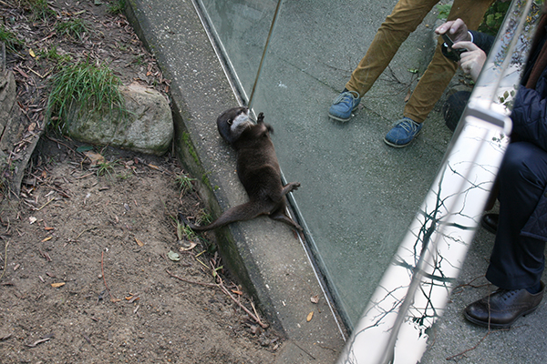 Otter Shows Humans His Rock and Juggling Skills 2