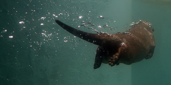 Otter Swims Away