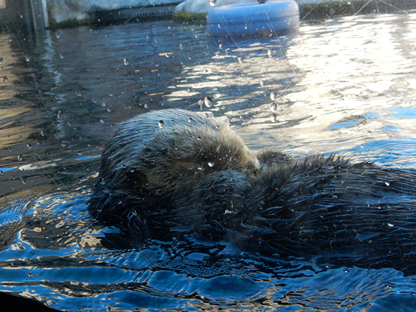 Sea Otter Tucks Her Chin to Her Chest for a Quick Snooze