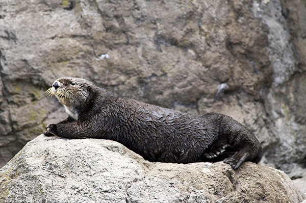 Sea Otter Tazo Lounges on a Rock