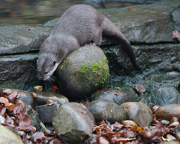 Otter Has Just Found the Perfect Juggling Rock