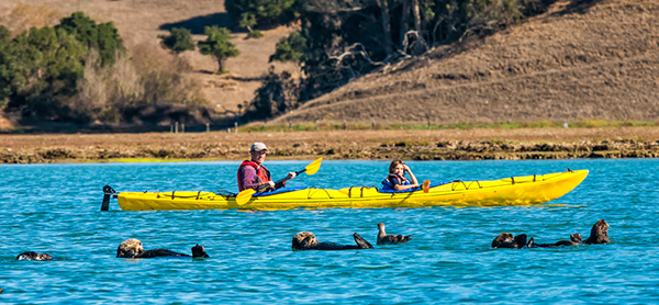 Sea Otters and Kayakers Pass Each Other on the Water