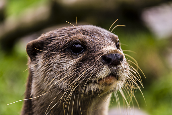 Otter Is Wide-Eyed