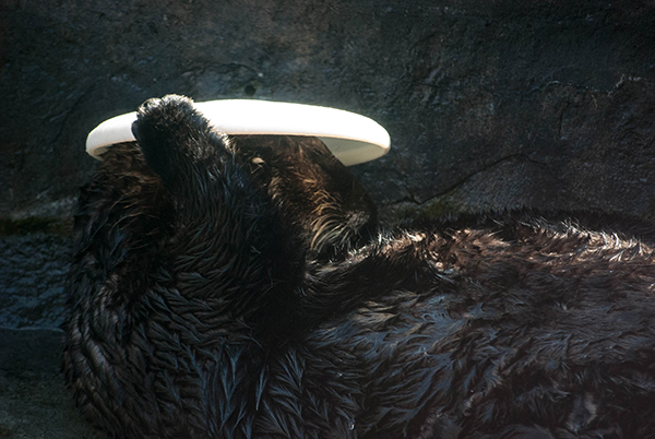 Sea Otter Has a New Hat