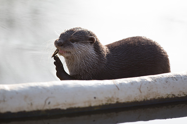Otter Has Something in His Teeth