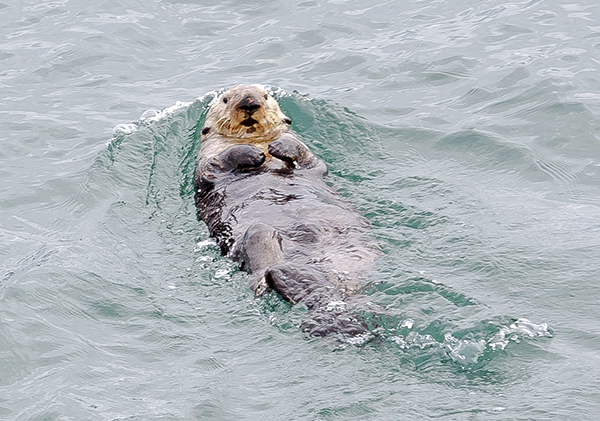Sea Otter Pushes Backwards in the Water