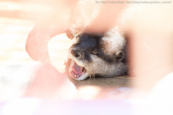 Sleepy Otter Yawns