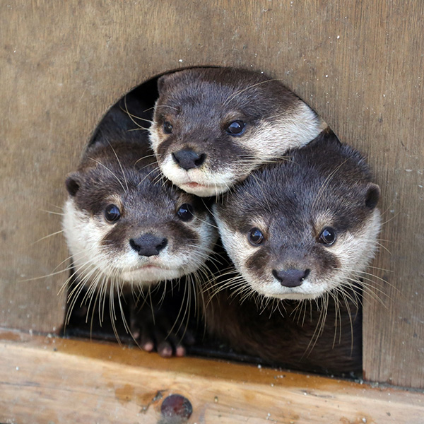 Otters Are Curious to See Who's at the Door