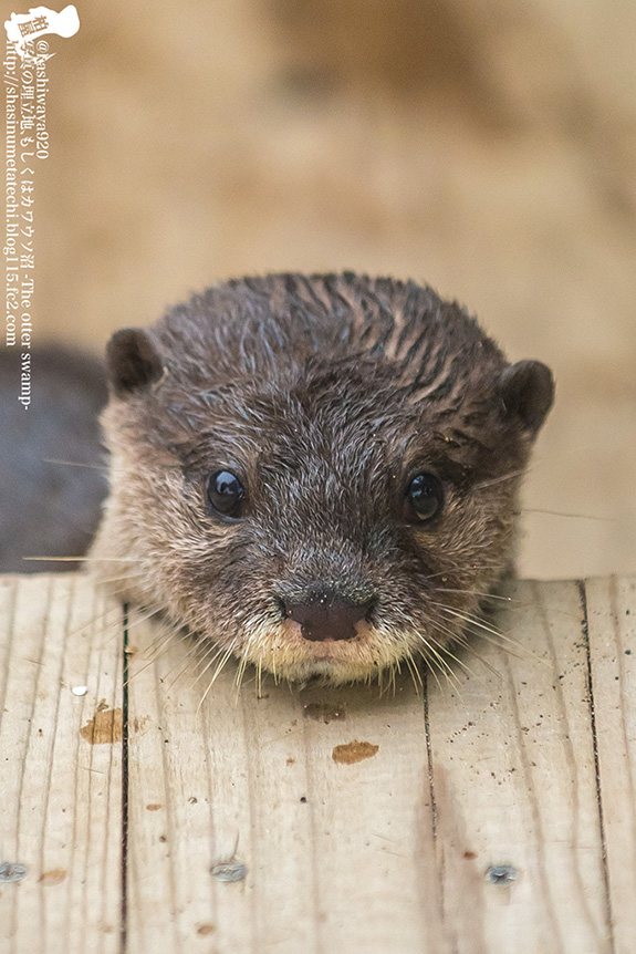 Yes, Little Otter, That Wooden Platform Makes a Good Chin Rest