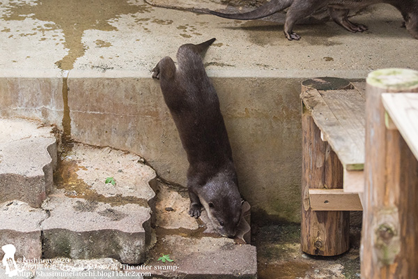 That's an Interesting Way of Getting Down the Stairs, Otter