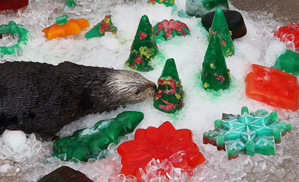 Sea Otters Discover Their Icy Christmas Treats 3