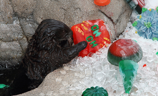 Sea Otters Discover Their Icy Christmas Treats 2