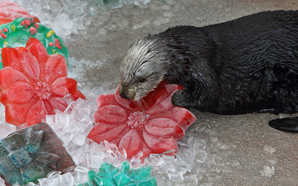 Sea Otters Discover Their Icy Christmas Treats 1
