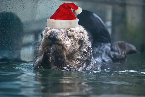 Sea Otters Wally and Katmai Spread Holiday Cheer 1