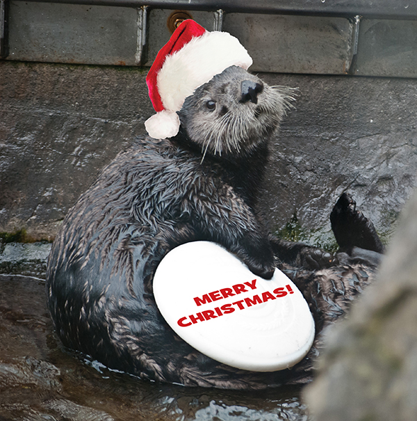 Sea Otters Wally and Katmai Spread Holiday Cheer 2