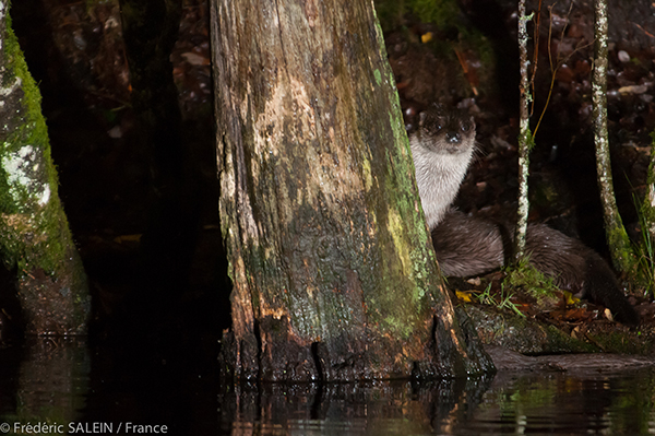 Otter Coyly Hides Behind a Tree