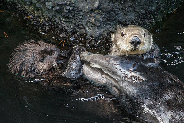 Sea Otters High Five