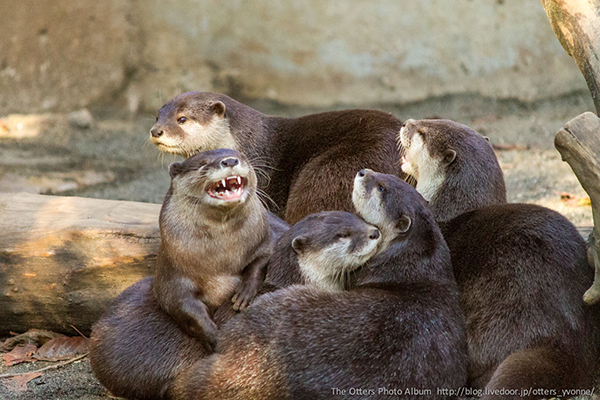 Otters Get Together and Have a Good Time