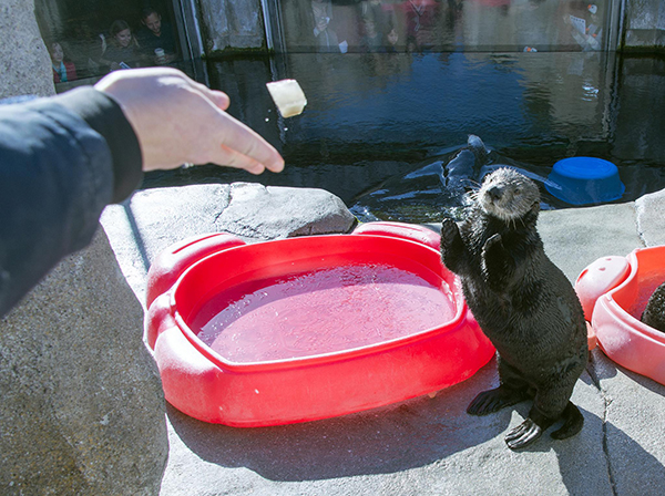 Sea Otter Is About to Catch a Fishy Treat
