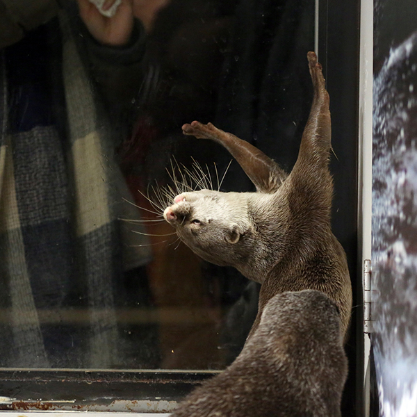 Dramatic Otter Gets Dramatic