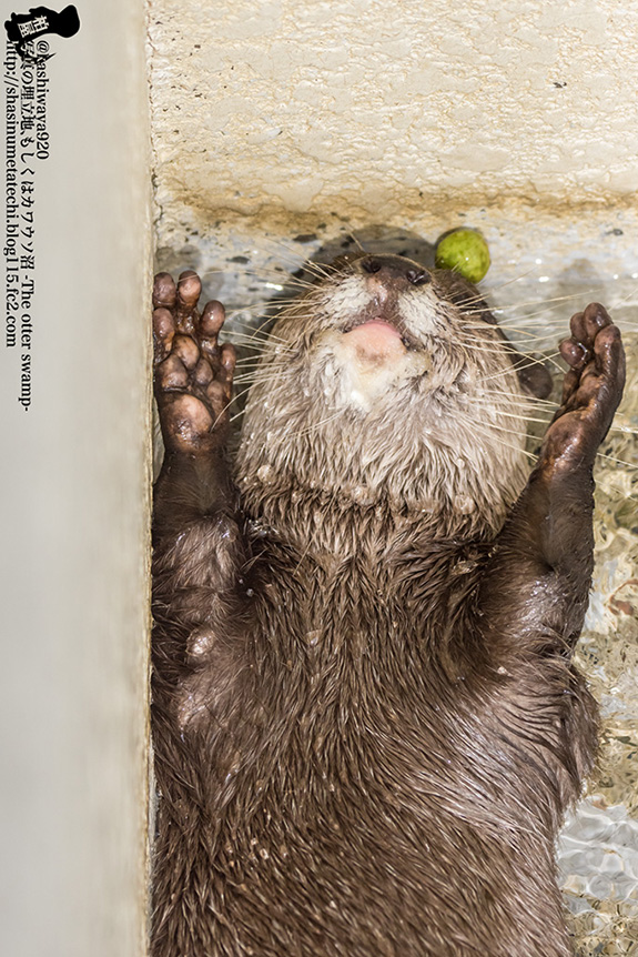 Otter's Juggling Ball Has Fallen Behind His Head