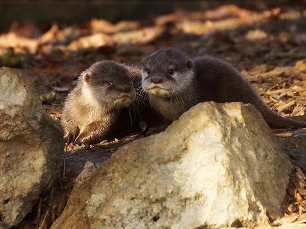 Otter Pups at ZooParc de Beauval 2