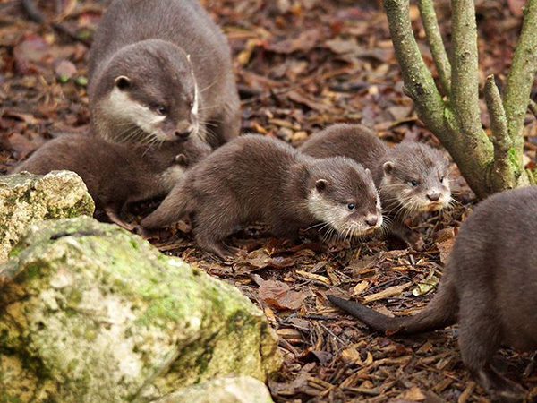 Otter Pups at ZooParc de Beauval 1